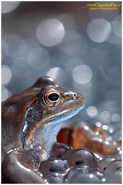 rana temporaria, rana alpina, common frog, rana_bermeja, val d Aveto, mating, deposizione uova, ovature